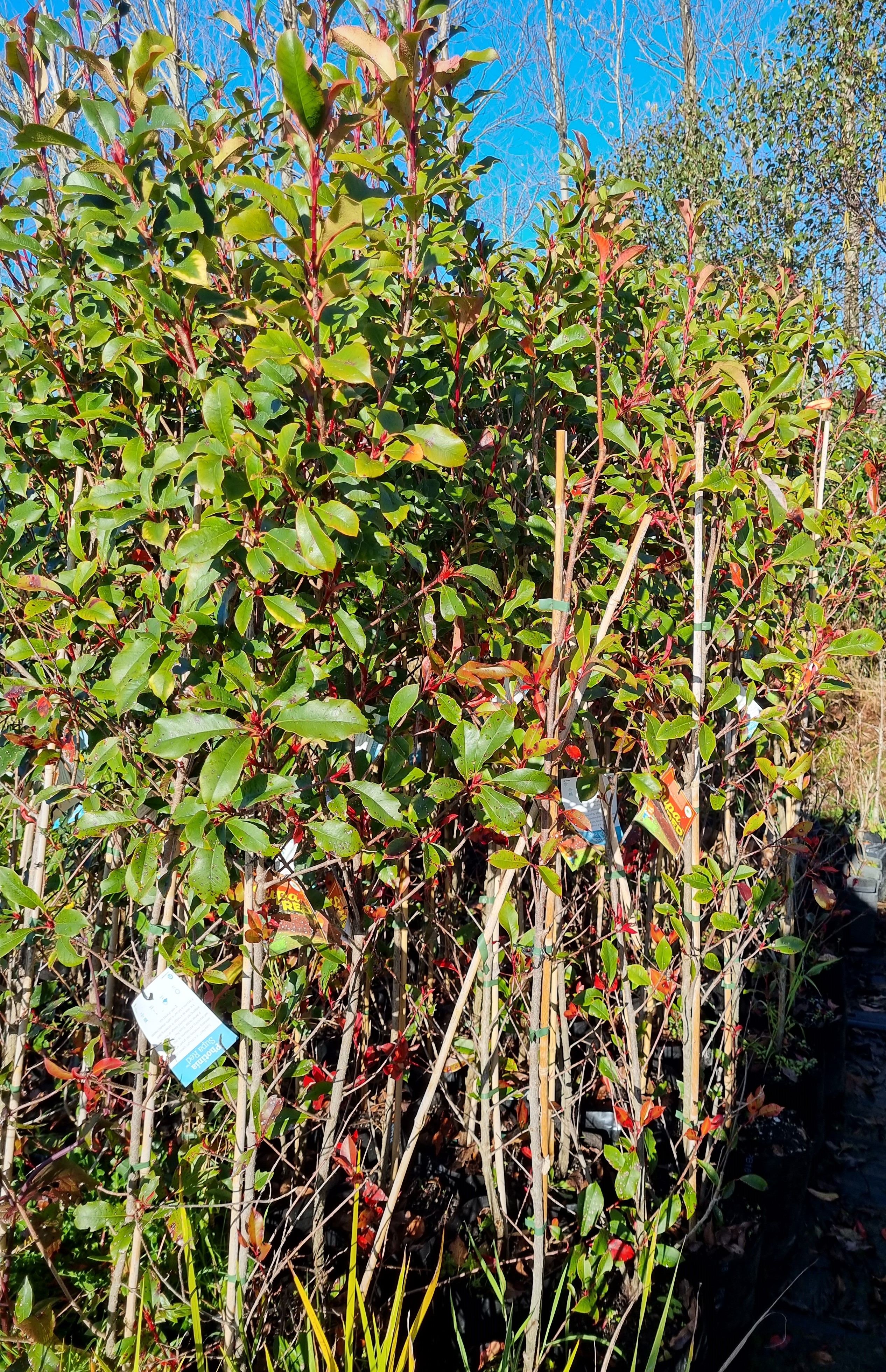 Photinia x Super Red - Image 2