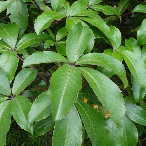 Pseudopanax laetus, Five Finger - Pb6.5/5.5Ltr(40/100) - Image 2