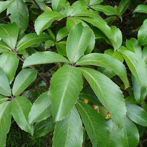 Pseudopanax laetus, Five Finger - Pb6.5/5.5Ltr(40/100)