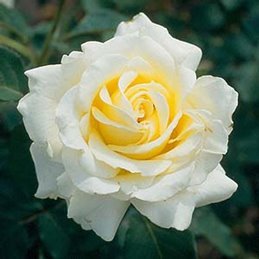 Rose Elina (bush, hyb. tea)