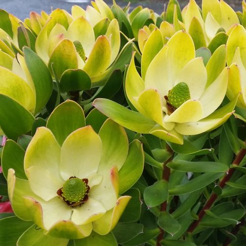 Leucadendron Waterlily - Pb5 - Image 2