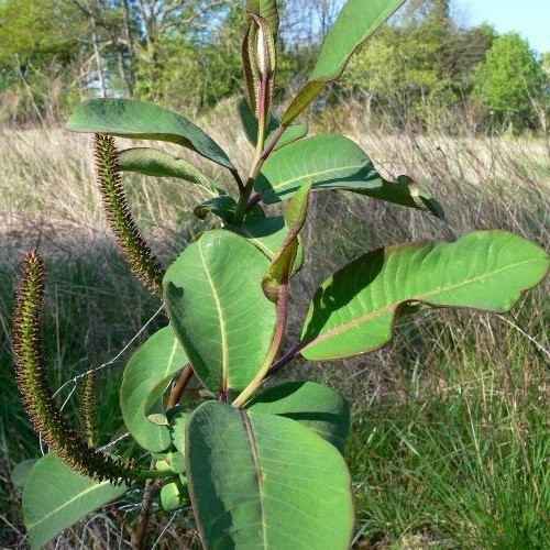 Salix magnifica, Giant Leaf Willow - Pb6.5 - Image 2