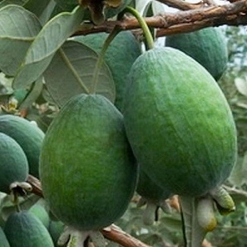 Feijoa Mammoth - Pb8/3Ltr