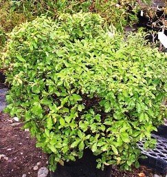 Pittosporum Sumo - Pb5
