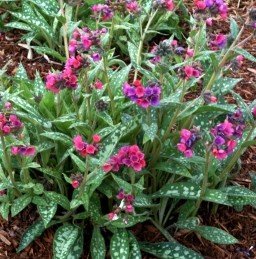 Pulmonaria Raspberry Splash, Lungwort - Pb5