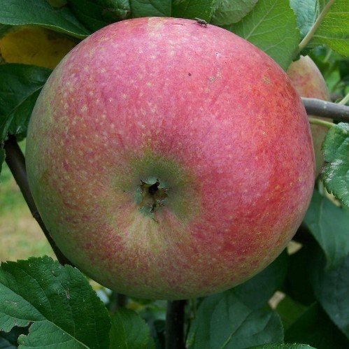 Apple Peasgood Nonsuch - Pb12 - Image 2