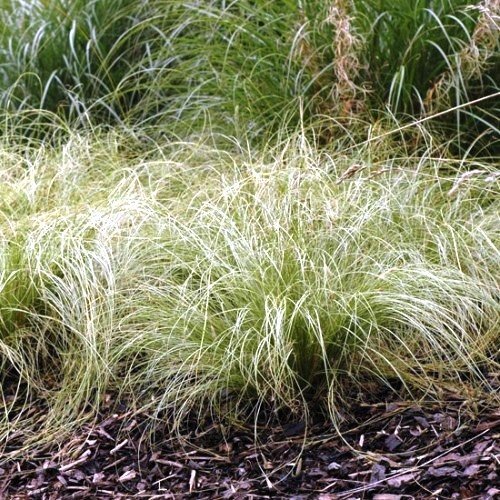 Carex Frosted Curls, Hair Sedge - Pb2/Pb5 (20/30) - Image 2
