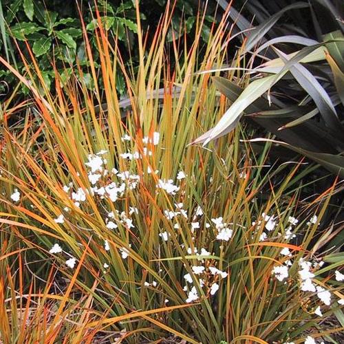 Libertia ixioides - Pot - Image 2