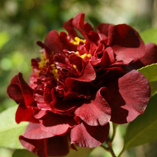 Camellia Dark Nite - Pb6.5 - Image 2
