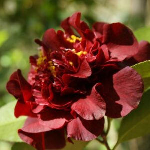 Camellia Dark Nite - Pb6.5