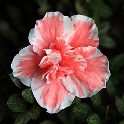 Azalea Eri Schame - 1.25Ltr - Image 2