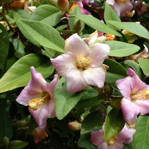 Lagunaria patersonii, Norfolk Island Hibiscus - Pb6.5 - Image 2