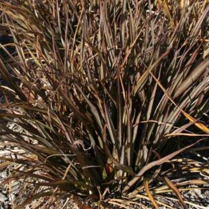 Phormium c. Jack Spratt, Wharariki - Pb5