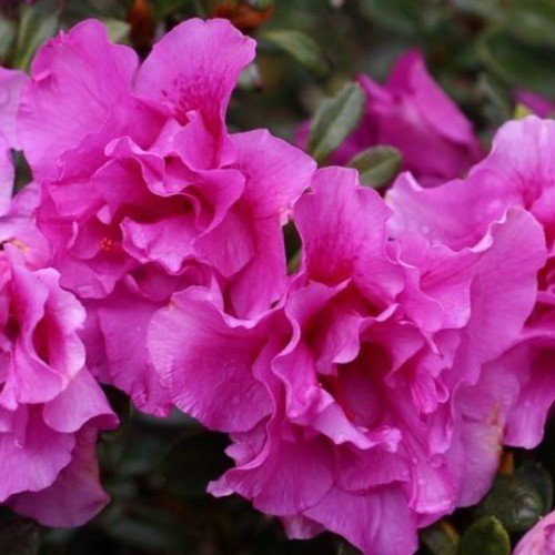 Azalea Pacific Twilight - 1.25Ltr - Image 2