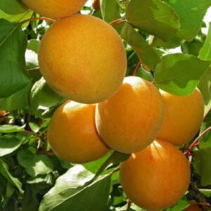Apricot Trevatt - Pb18