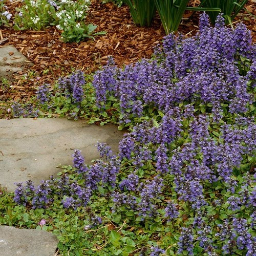 Ajuga reptans, Bugle Flower - 1Ltr/2.5Ltr