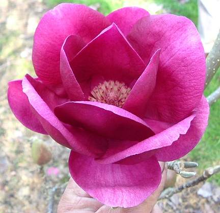 Magnolia Cleopatra - 15Ltr