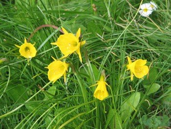 Narcissus bulbocodium - tube