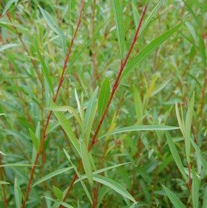Salix britzensis, Scarlet Willow - Pb6.5