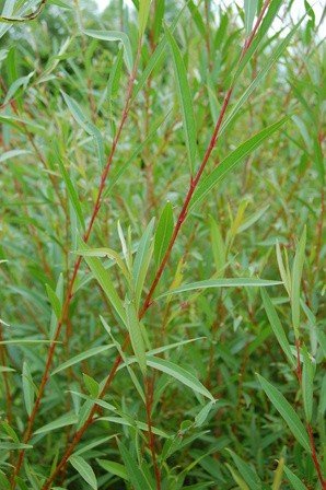 Salix britzensis, Scarlet Willow - Pb6.5