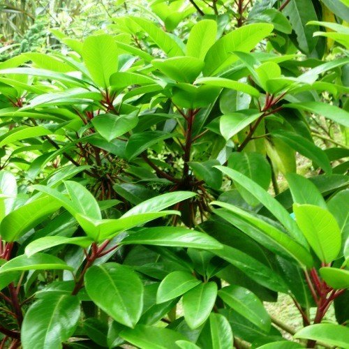 Daphniphyllum macropodum - pb6.5 (50/70) - Image 2