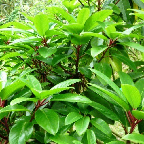 Daphniphyllum macropodum - pb6.5 (50/70)