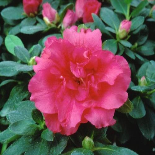 Azalea Helmut Vogel - 1.25Ltr - Image 2