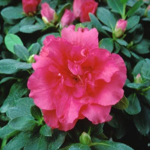 Azalea Helmut Vogel - 1.25Ltr
