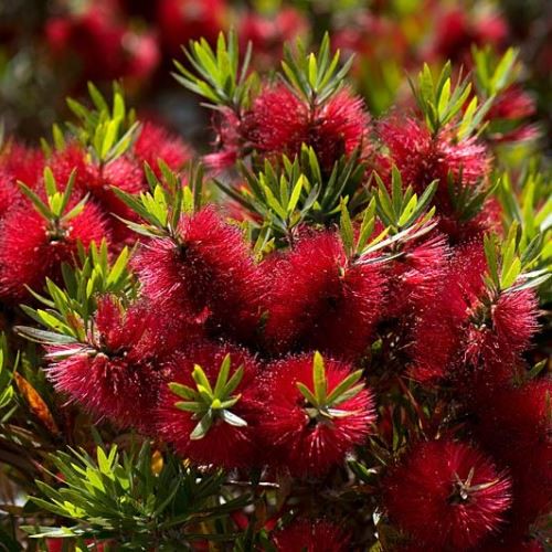Callistemon Matthew Flinders - Pb6.5