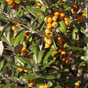 Corokia x Yellow Wonder - Pb5