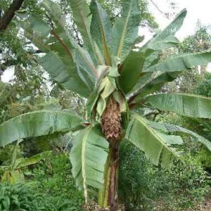 Ensete ventricosum, (Musa ensete) - Pb6.5 (50/80)