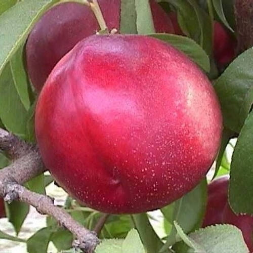 Nectarine Kay Pearl - 4.7Ltr