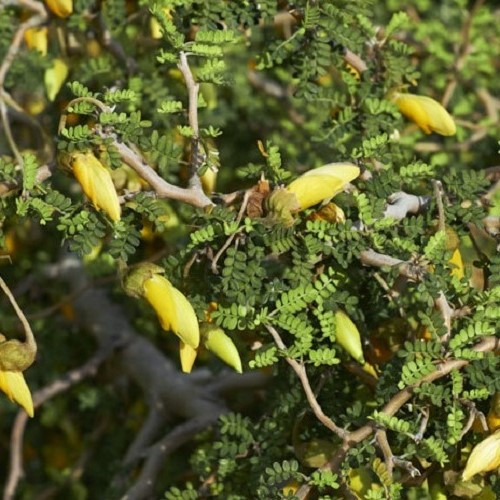 Sophora prostrata, Kowhai - 5Ltr - Image 2