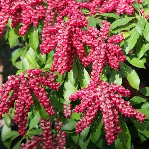 Pieris Valley Valentine - 2Ltr (30/40) - Image 2