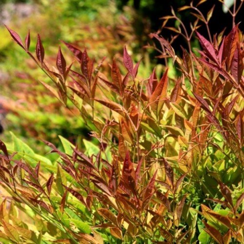 Nandina Moon Bay, Heavenly Bamboo - Pb6.5 - Image 2