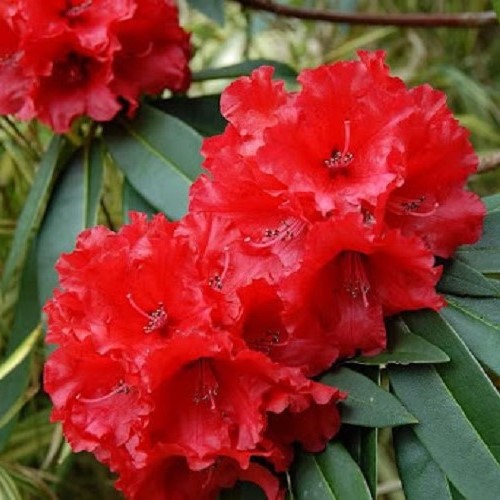 Rhododendron Grace Seabrook - 6Ltr - Image 2