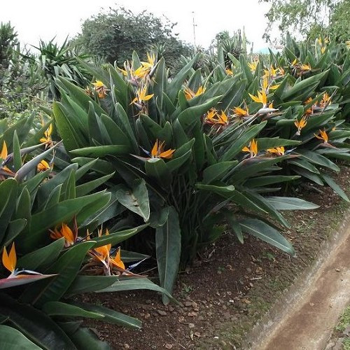 Strelitzia reginae, Bird Of Paradise - Pb12