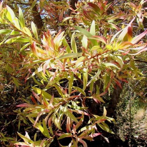 Hakea s. Gold Medal - 2.4Ltr - Image 2
