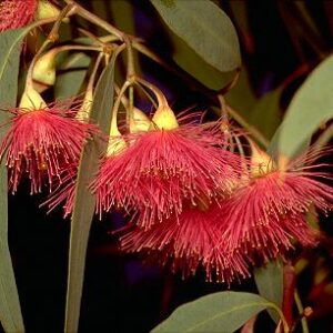 Eucalyptus leucoxylon Rosea - Pb6.5