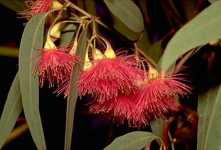 Eucalyptus leucoxylon Rosea - Pot