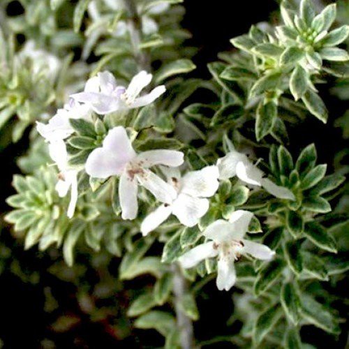 Westringia Smokey, Coastal Rosemary - 3.5Ltr