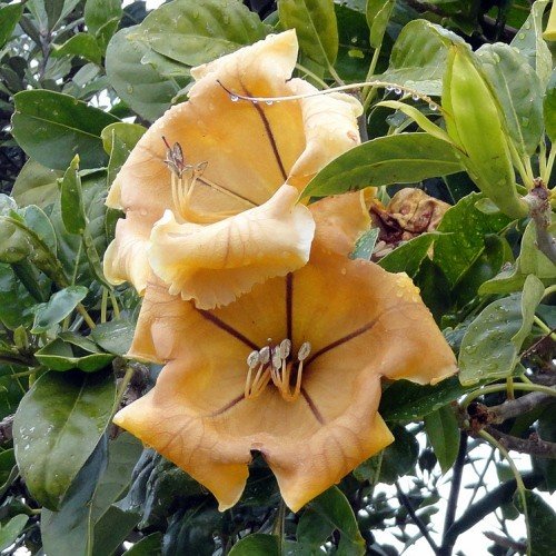 Solandra maxima, Cup Of Gold Vine - 2.5L (100) - Image 2
