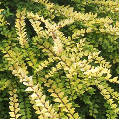 Lonicera n. Aurea - 1.5Ltr - Image 2