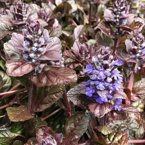 Ajuga purpurea, Bugle Flower - Pot - Image 2