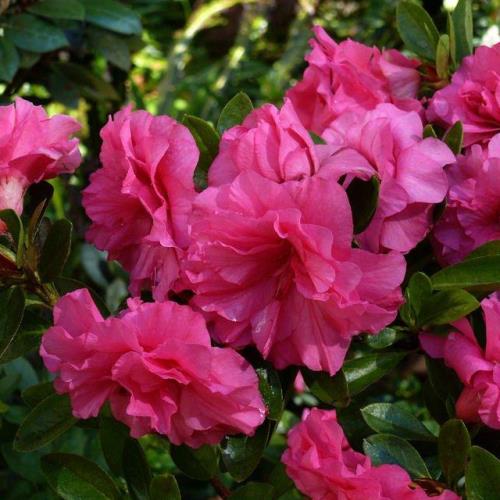 Azalea Anna Kehr - 1.25Ltr - Image 2