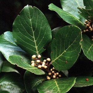Laurus azorica, Azores Laurel - Pb6.5