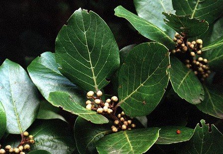 Laurus azorica, Azores Laurel - Pb6.5