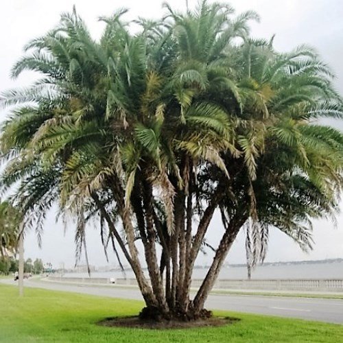 Phoenix reclinata - pb6.5 (30/40) - Image 2