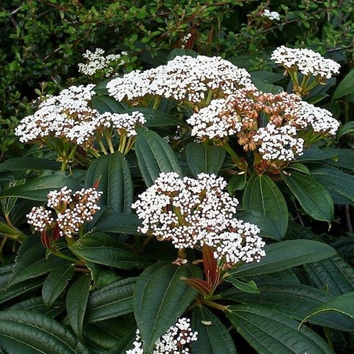 Viburnum davidii - Pb6.5 - Image 2