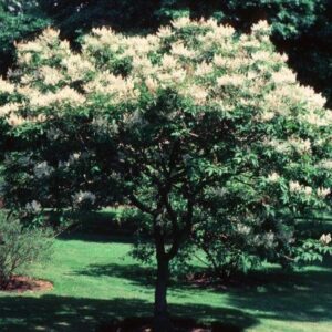 Fraxinus sieboldiana, Chinese Ash - Pb28-40